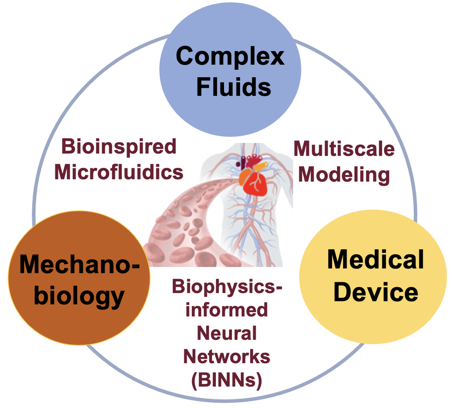 Research topics: complex fluids, multiscale modeling, mechanobiology, medical devices, bioinspired microfluidics, biophysics-informed neural networks